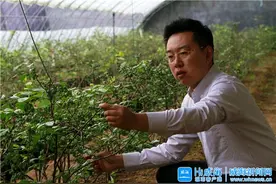 小小蓝莓如何长成乡村振兴“致富果”？图片