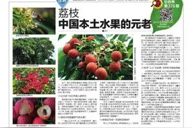 它世界第376期 荔枝 中国本土水果的元老 王宁图片