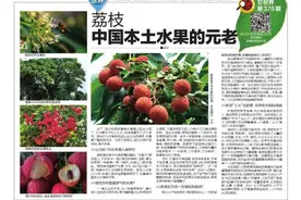 它世界第376期 荔枝 中国本土水果的元老 王宁图片