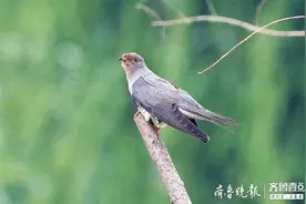 济西湿地偶遇布谷鸟，站在枝头昂头高歌图片