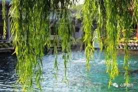 那年夏天（散文）图片