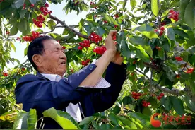 天水：秦州大樱桃 红透“半边天”图片