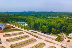 河源市东源县顺天镇：生态大坪厚积薄发① 世代守护上百棵百年以上米椎树 迎来致富奔康“金山银山”图片