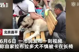 狗子太胖被卡在公园长椅上，众人花10多分钟才救出，主人：很“丢狗”图片