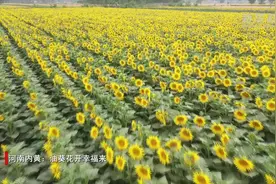 油葵花开幸福来视频封面