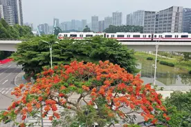 南沙 | 街坊速看，这些公交线路将改名换线图片