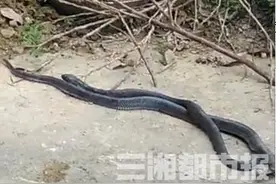 20多条眼镜蛇屋外筑窝，浏阳村民寝食难安图片