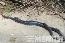 20多条眼镜蛇屋外筑窝，浏阳村民寝食难安图片