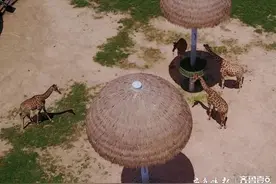 航拍盛夏里的济南野生动物世界，热带动物乐呵呵日光浴图片