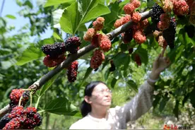 高清组图｜唐山迁安：桑葚飘香富农家图片