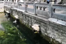 黑虎泉西侧虎头午后“流哈喇子”，高温又少雨考验泉水图片