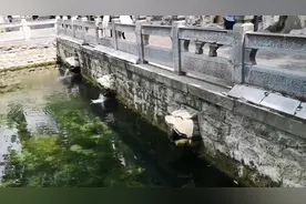 黑虎泉西侧虎头午后“流哈喇子”，高温又少雨考验泉水图片