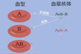 辟谣特工队 | 电视剧里的“滴血认亲”是真的吗？图片