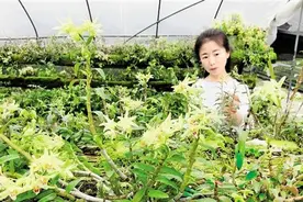 独臂姑娘的追梦人生“小海燕”搏击风雨改变命运图片