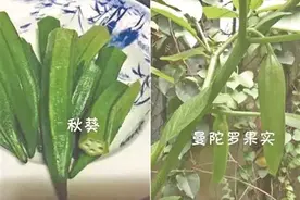 这些常见植物也有毒 市民切莫随意采摘食用图片