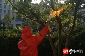 蜜蜂幼儿园内筑巢飞来飞去吓坏娃，消防紧急“火攻”图片