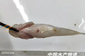 加州鲈苗出血、烂背鳍要注意！可能是虹彩病毒病图片