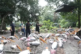 马来西亚国家动物园重新开放 每日限接待1000名游客图片