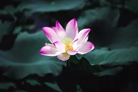 原创组图 | 红莲如焰火的盛夏 你为荷花作诗了吗？图片