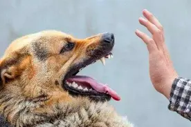 爱心人士投喂流浪猫狗，该不该为其咬人行为负责？图片