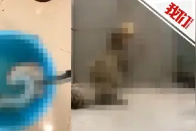 “知道怎么钻法律空子”，拿什么打击虐狗者嚣张气焰图片