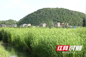 永州新田：时令野蔬香蒲菜 脆嫩若笋味鲜美图片