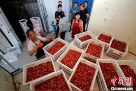 从300亩到7万余亩 安徽一龙虾小镇“逆袭”记图片