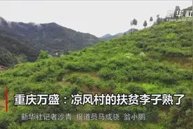 重庆万盛：凉风村的扶贫李子熟了视频封面