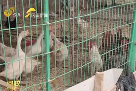 问政山东｜怪事！菏泽航空小镇飞机没见几架，地上跑的鸡鸭鹅不少图片