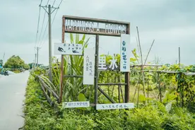 闹市中，田园里，燕子村，这里的里水人把生活过成诗……｜乡村展新颜①图片