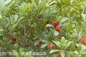 雨一冲，地都红了！这么好的极品杨梅，就要烂在地里了呜呜呜图片