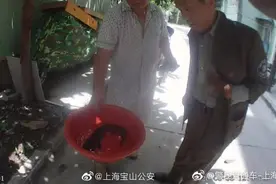 市民河道内发现“怪鱼”，没想到却是保护动物图片