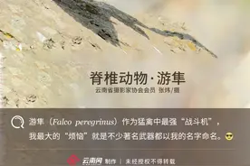 「生物多样性百科」脊椎动物·游隼：猛禽中最强的“战斗机”，没有之一图片