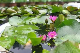 雨后更清新，市区最美荷花已经绽放图片