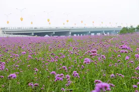 紫色，夏花图片