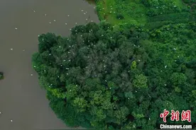 成群鹭鸟现身湖北宜都 觅食嬉戏成景观图片