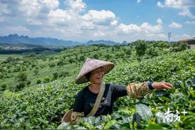 采茶忙家兴旺，单亲妈妈成为采茶技术能手｜走向我们的小康生活图片