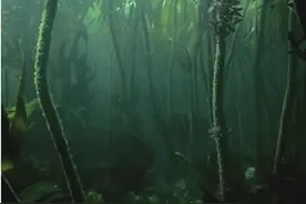 前沿研究丨海洋可再生能源的前景图片