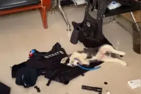 还记得它吗？“警犬”二哈又拆家了！特警：仍有信心训练出来图片