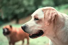 长沙集中整治不文明养犬：将强力推进养犬许可办理图片