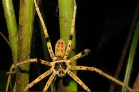 「生物多样性百科」节肢动物•狂放巨蟹蛛：蛛如其名，就是这么霸气图片