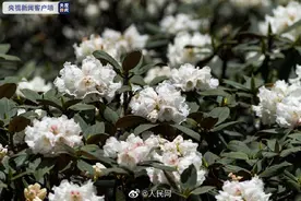想去看看嘛？大理苍山杜鹃花漫山盛放图片