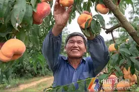 “最甜的仙桃”来了！一只卖30多元还供不应求图片
