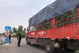 北京新发地市场关停，现场临时蔬菜交易区有运输车开进来交易图片