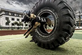 警犬大比武，又萌又霸气图片