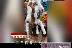 罕见！农户家刚生下一只羊，7条腿8个蹄图片