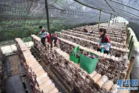 苗山脱贫影像志——山呼海应这三年图片