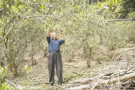 百年水仙茶又香图片
