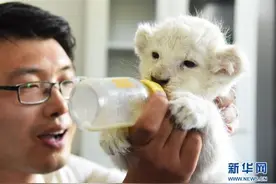 济南野生动物世界三只小白狮满月图片