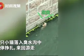 小伙下臭水沟救流浪猫 用吊绳将小猫捞起来图片